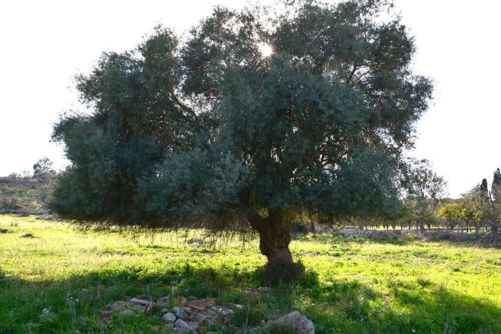 Rustico / casale a Noto in Piazzetta Paulu Nusca - Foto 4