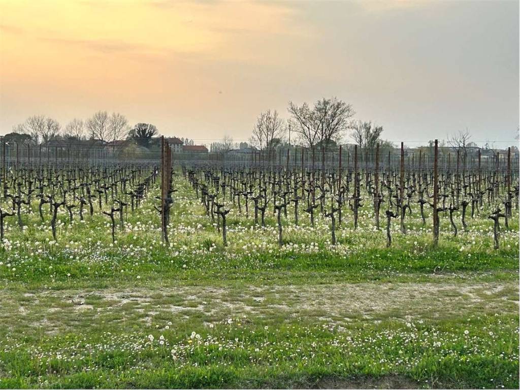 Terreno a Sacile in Via Roma, 1 - Foto 5