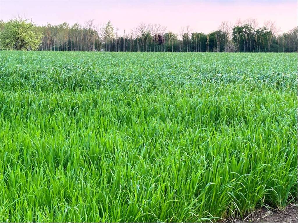 Terreno a Gaiarine - Foto 5