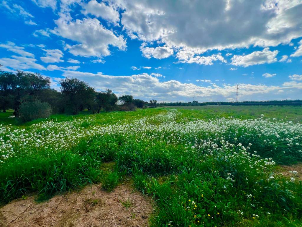 Terreno a Barletta - Foto 2