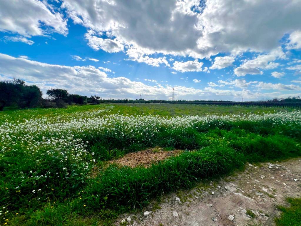 Terreno a Barletta - Foto 3