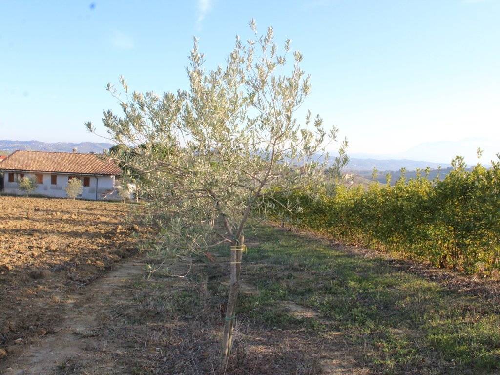 Terreno a Città sant'angelo in Strada Giardino, 33 - Foto 3