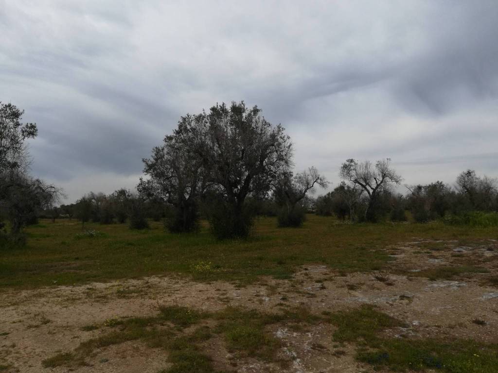 Terreno a Vernole - Foto 3