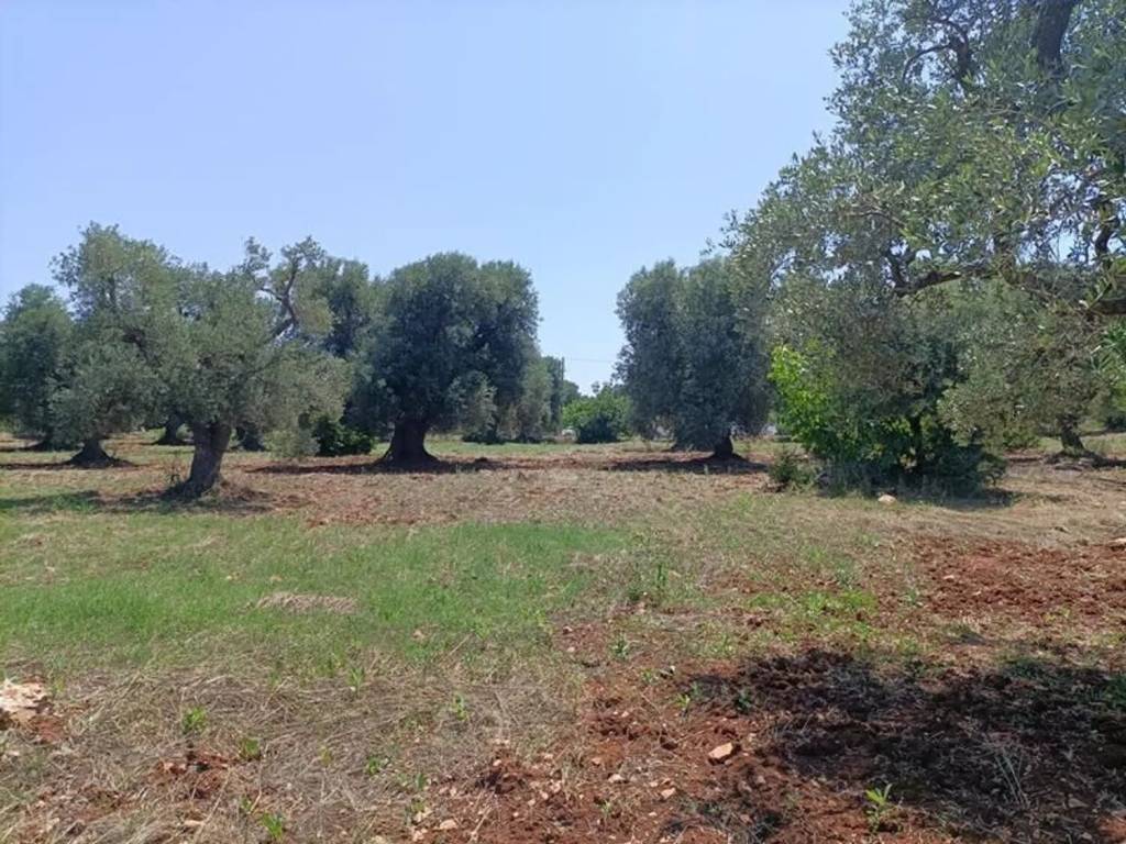 Rustico / casale a Ceglie messapica in Contrada Angelo Di Maglie S.N.C. - Foto 3