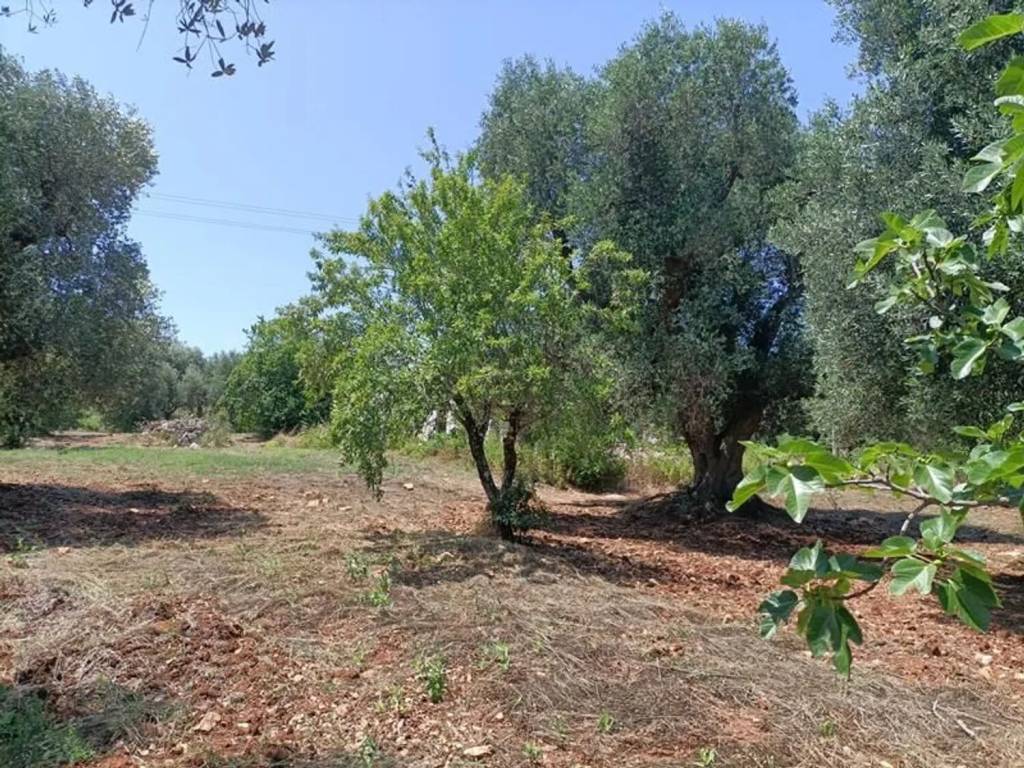 Rustico / casale a Ceglie messapica in Contrada Angelo Di Maglie S.N.C. - Foto 5