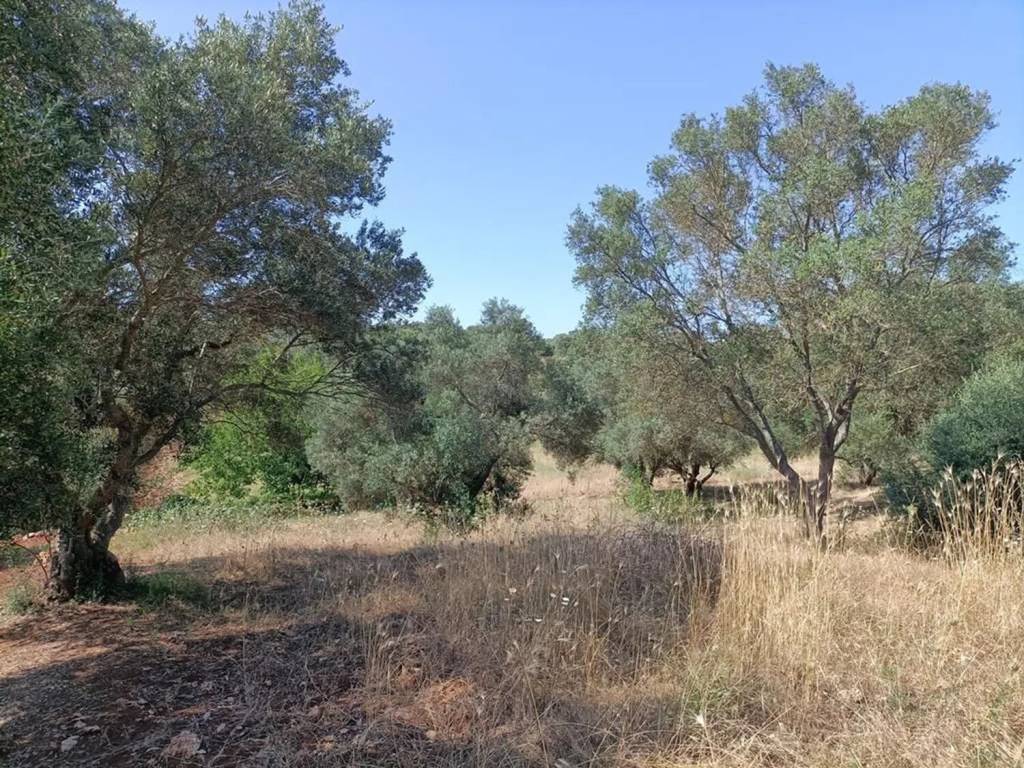 Rustico / casale a Ceglie messapica in Contrada Fedele Grande S.N.C. - Foto 2