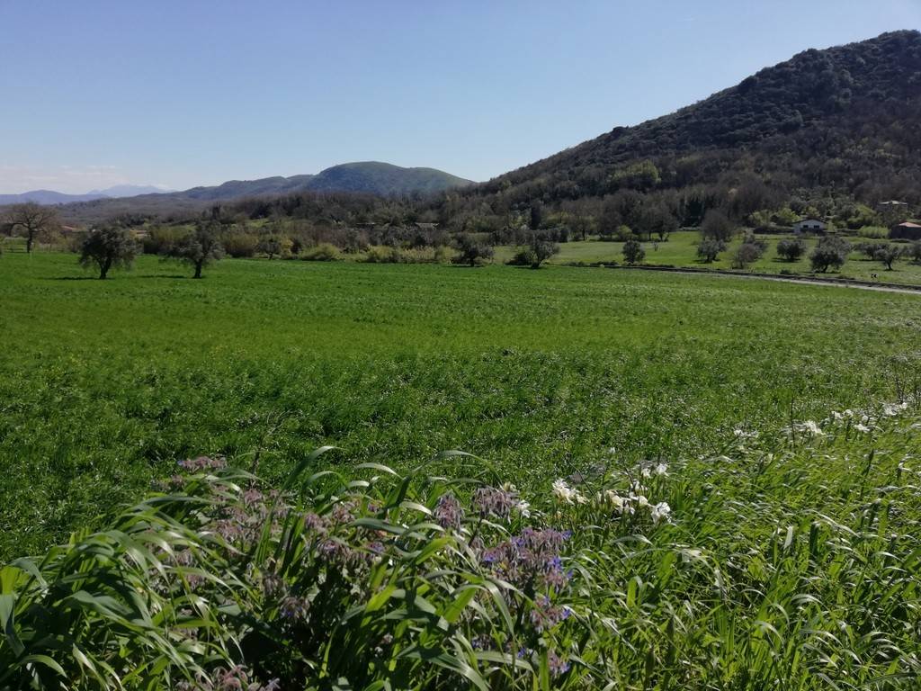 Terreno a Caiazzo in Strada Provinciale Villanova Cesarano - Foto 2