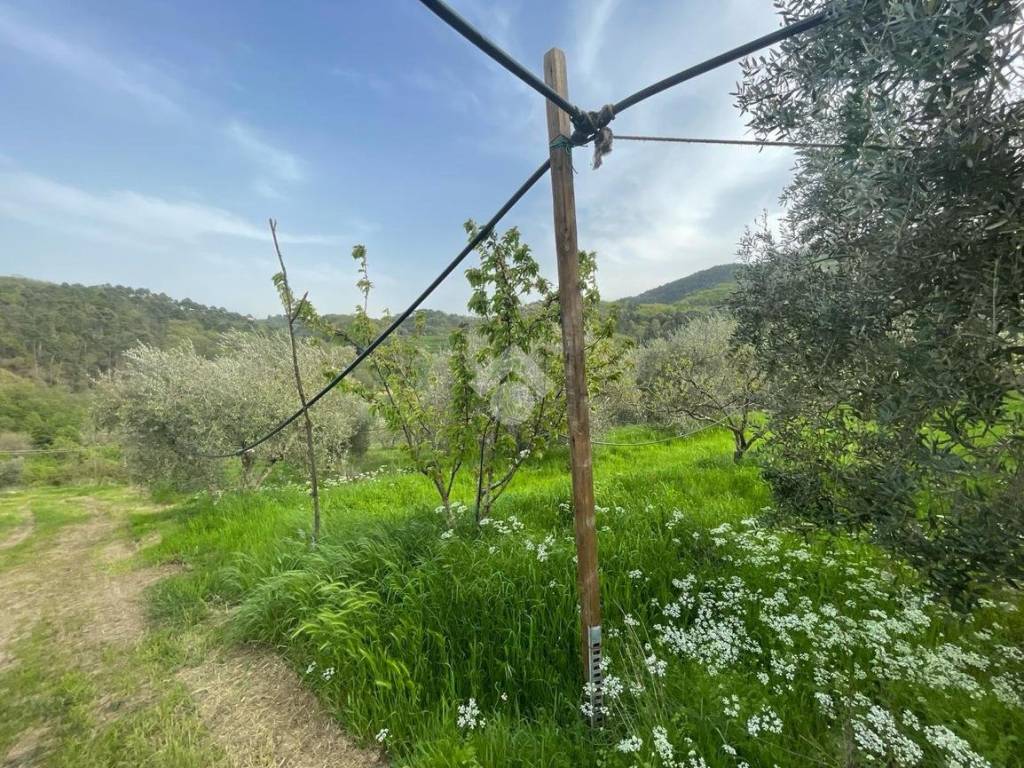 Terreno a Pieve a nievole in Terreno Agricolo Via Giacomo Matteotti, 84 - Foto 5
