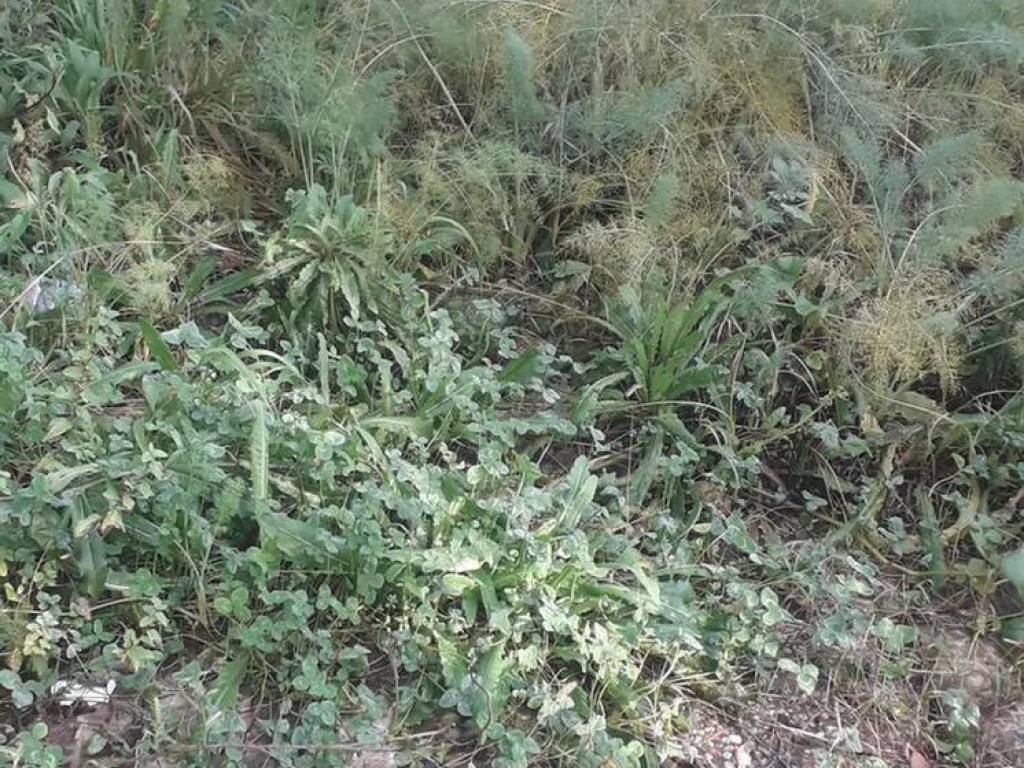 Terreno a Baronissi in Via Ferreria S.N.C. - Foto 3
