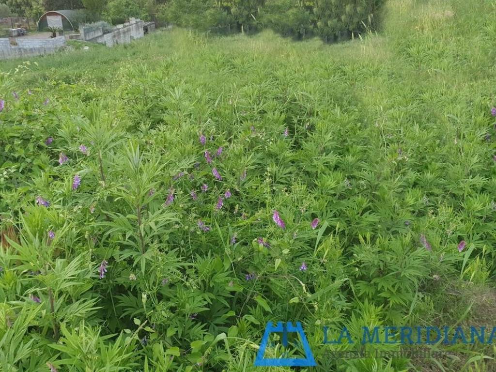 Terreno a Lamporecchio - Foto 5