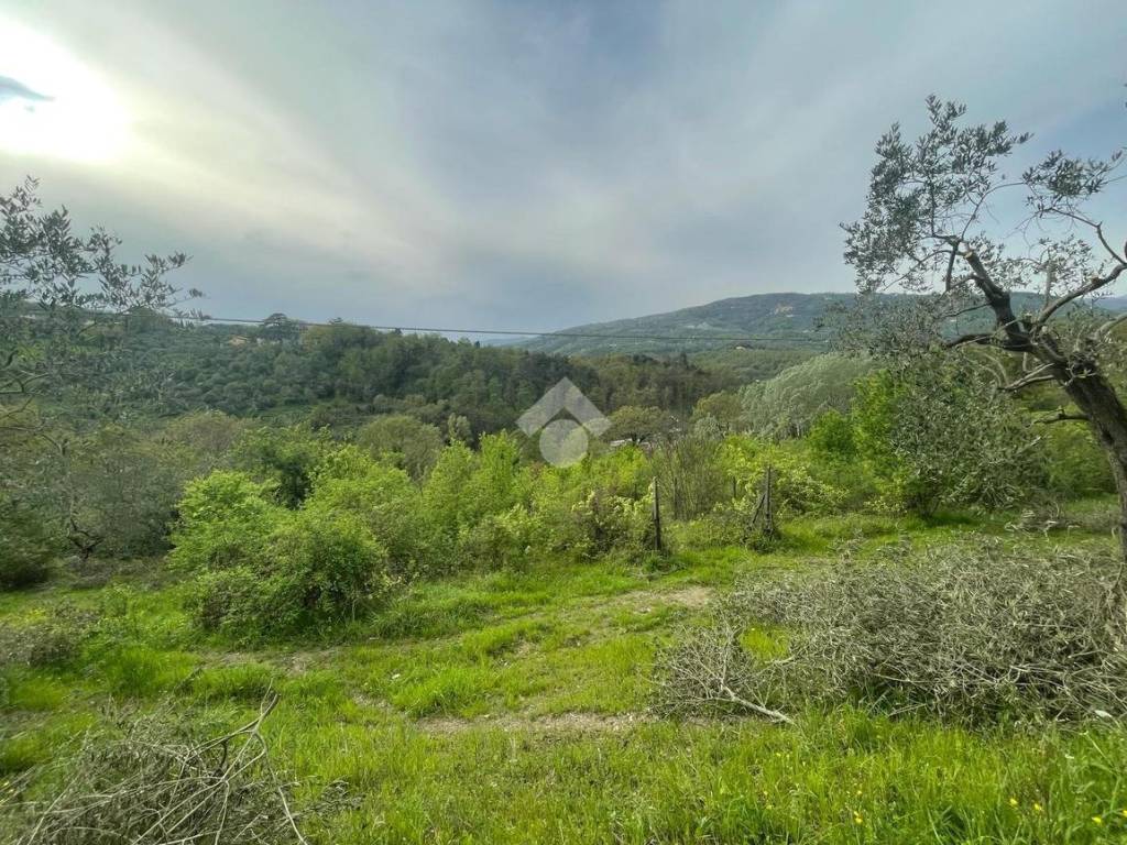 Terreno a Pieve a nievole in Vigneto e Uliveto Via Giacomo Matteotti, 84 - Foto 2