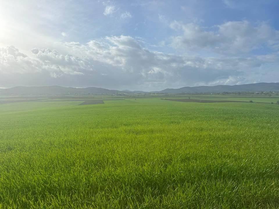 Terreno a Magliano in toscana - Foto 2
