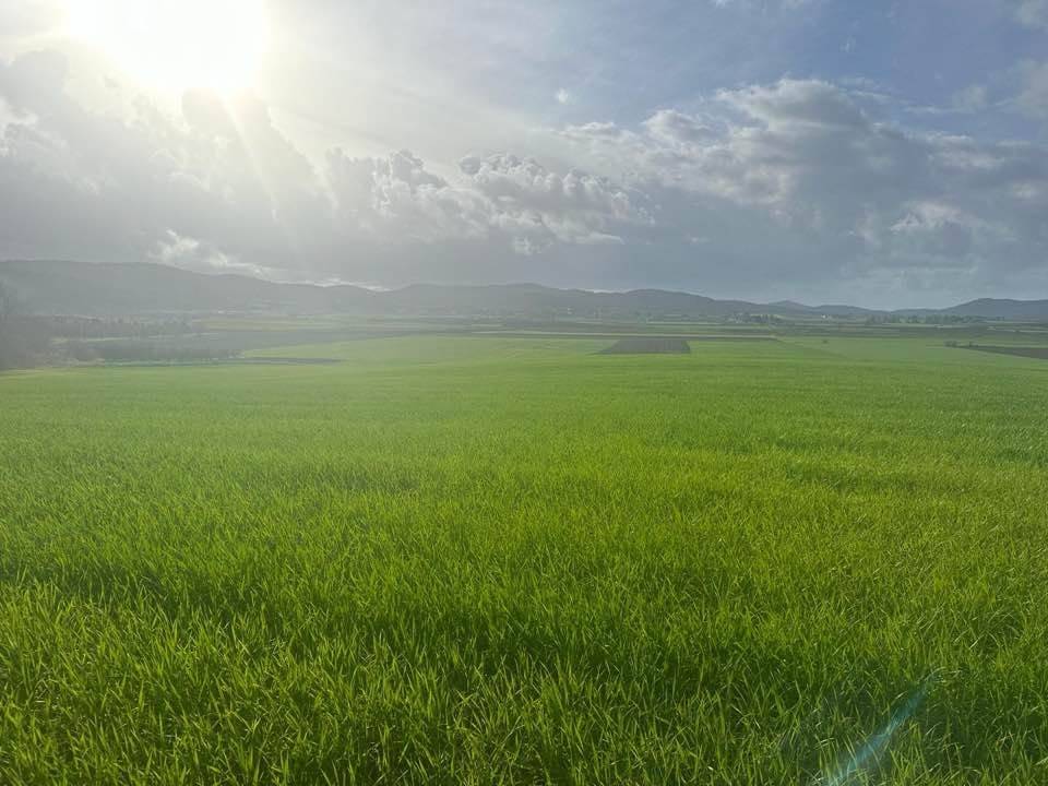 Terreno a Magliano in toscana - Foto 3