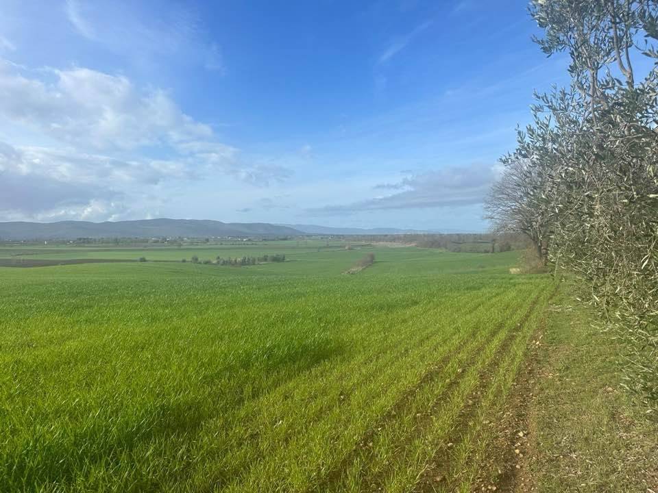 Terreno a Magliano in toscana - Foto 4