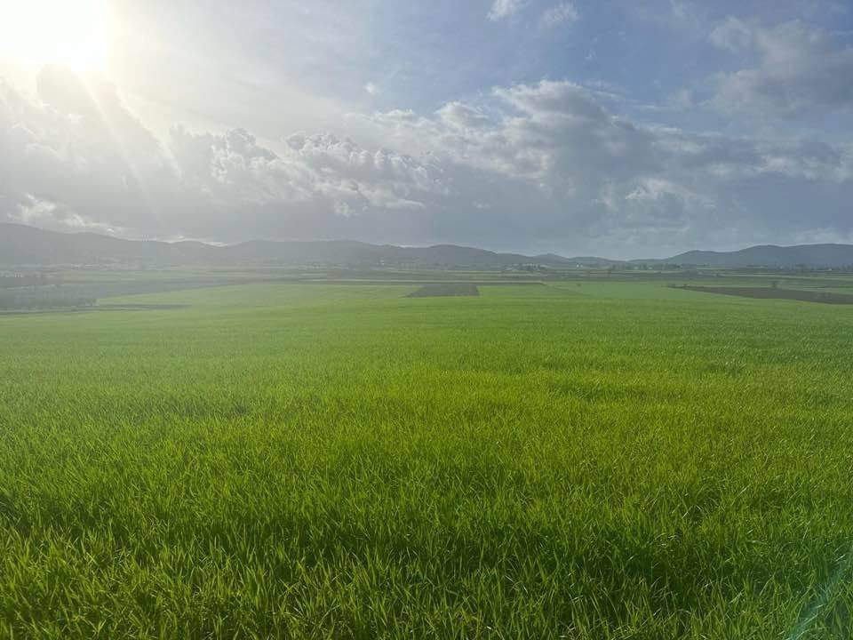 Terreno a Magliano in toscana - Foto 5
