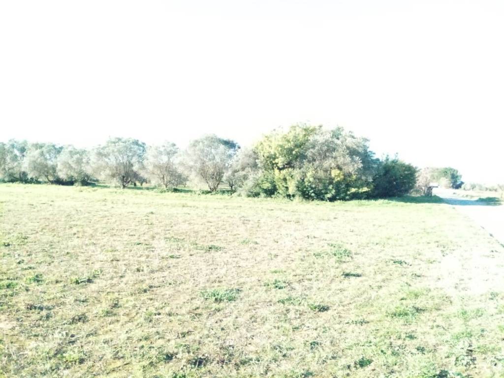 Terreno a Rosignano marittimo in malandrone - Foto 2
