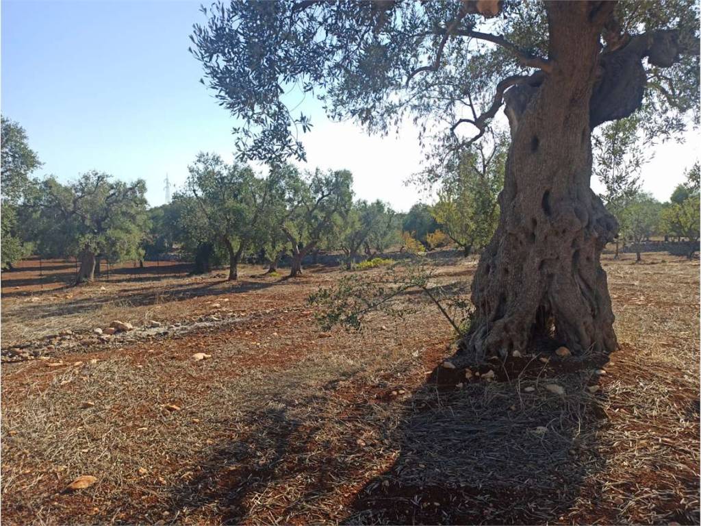 Terreno a Carovigno - Foto 5