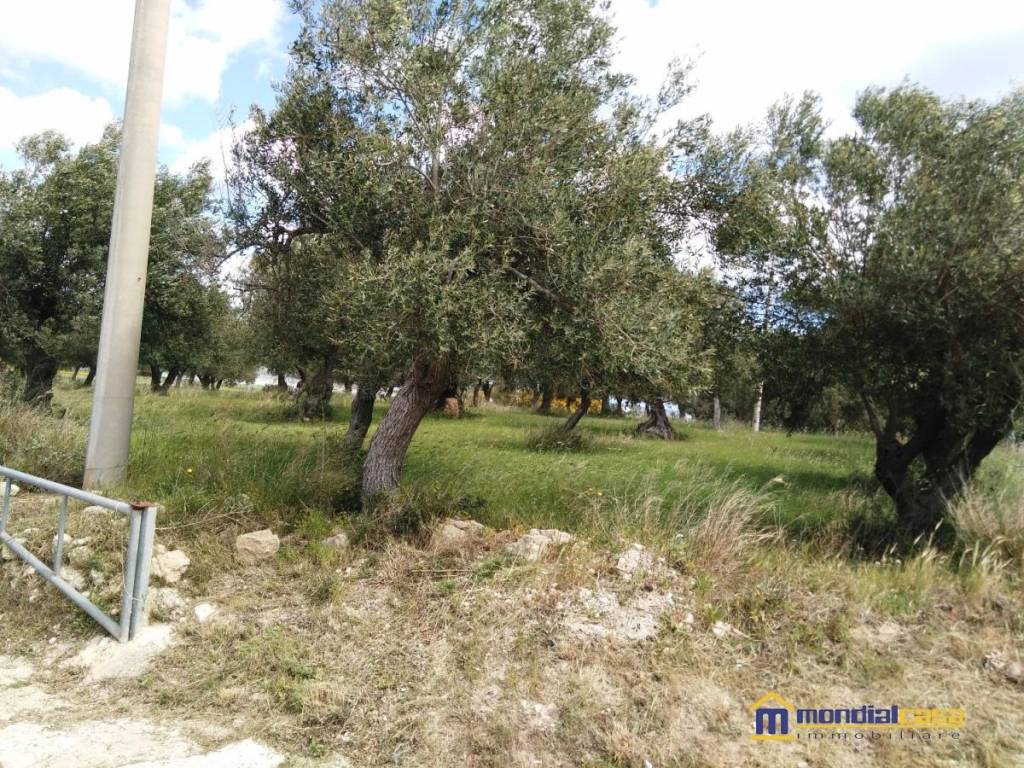 Terreno a Pachino - Foto 2