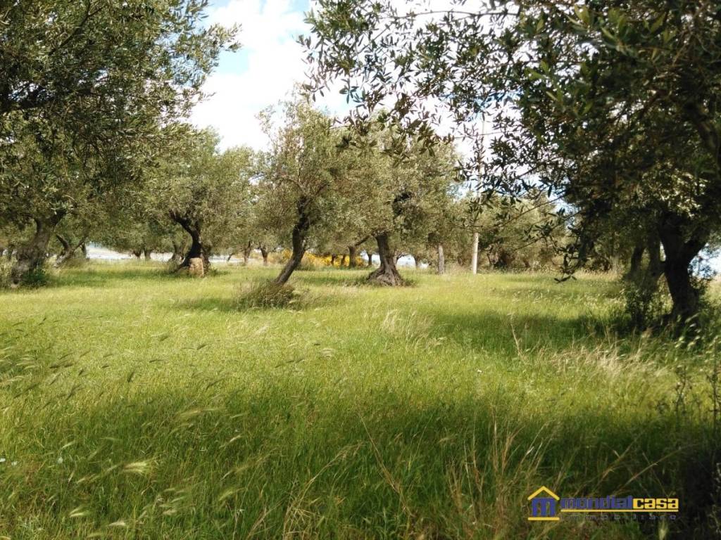 Terreno a Pachino - Foto 3