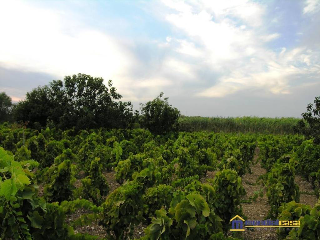 Terreno a Noto in contrada Maccari - Foto 2