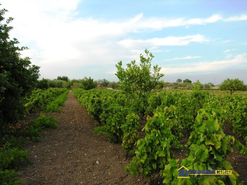 Terreno a Noto in contrada Maccari - Foto 3