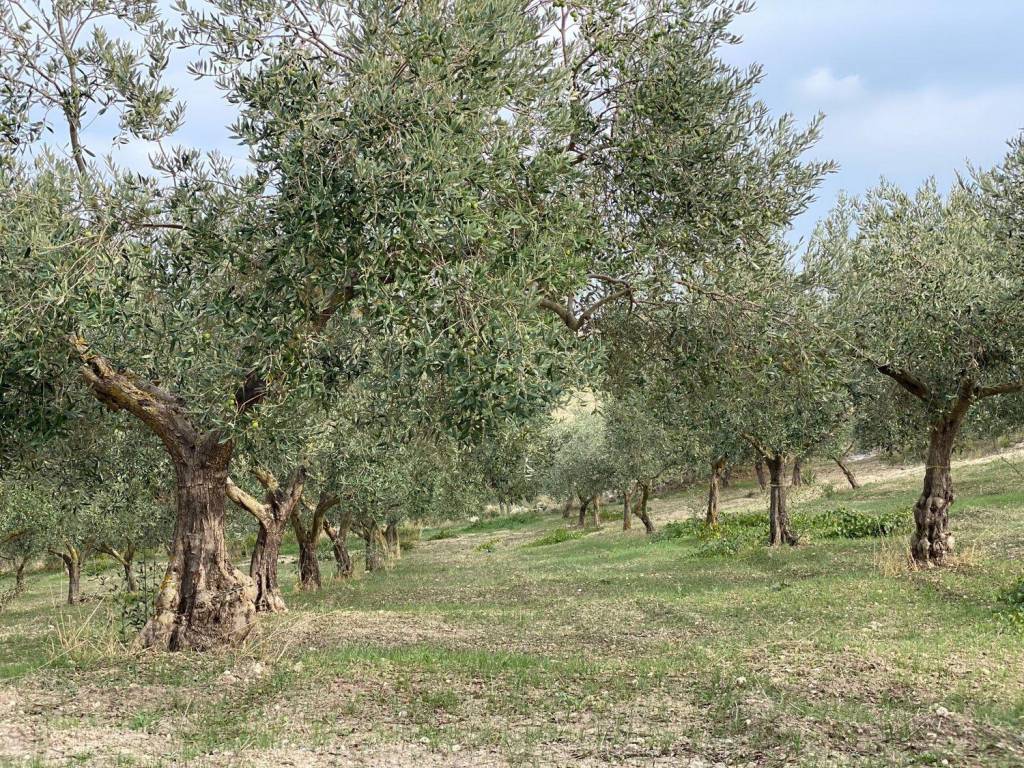 Terreno a Castelvetrano in Contrada Montagna s.n.c - Foto 2