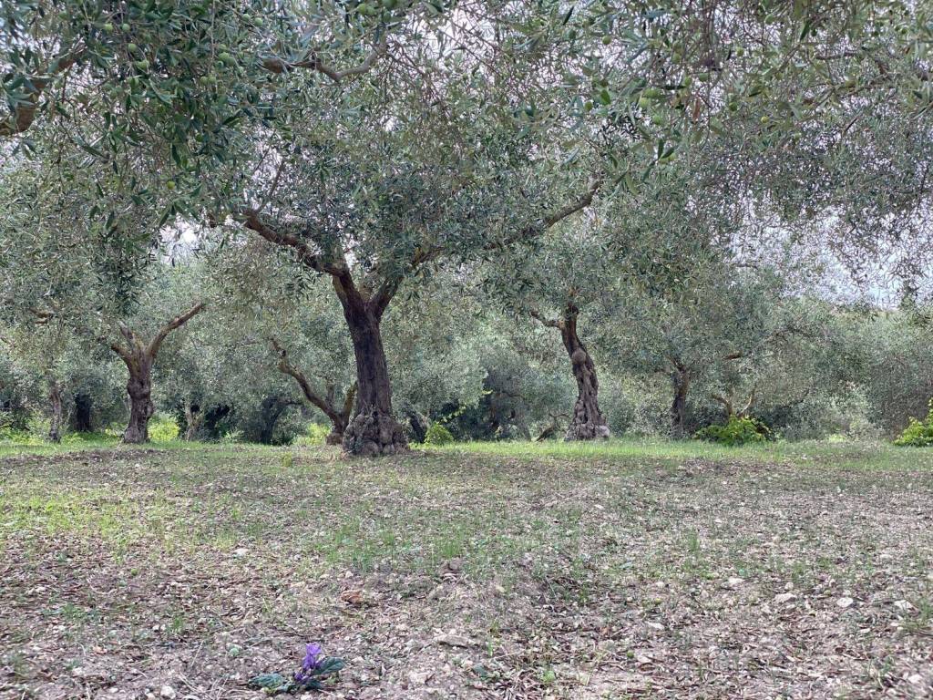 Terreno a Castelvetrano in Contrada Montagna s.n.c - Foto 5