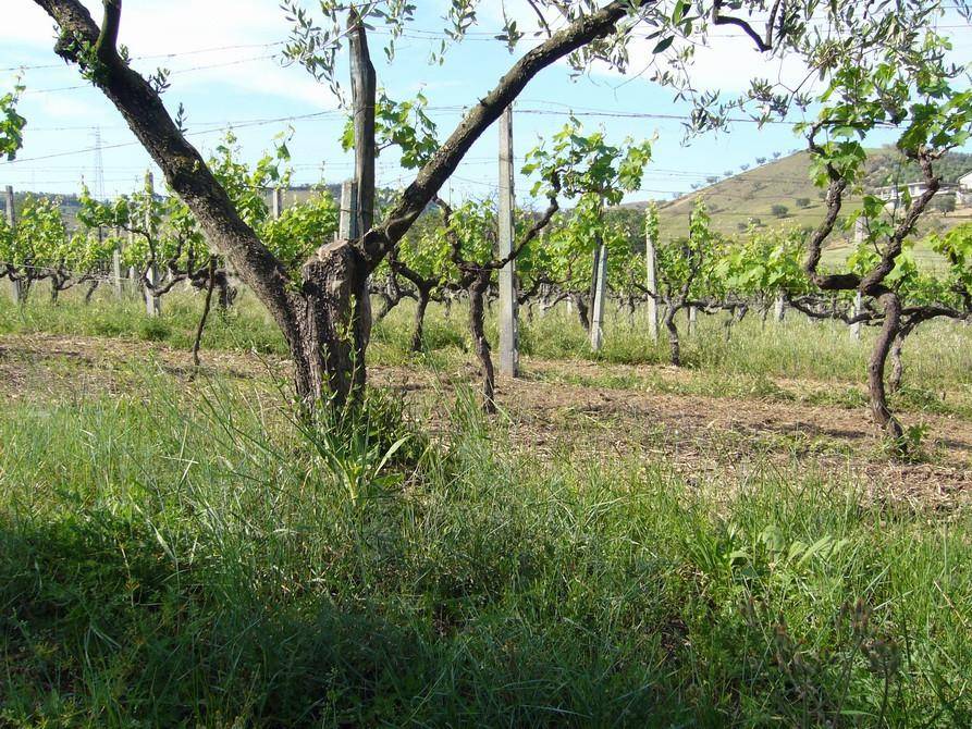Terreno a Monteprandone in Fosso dei galli - Foto 5