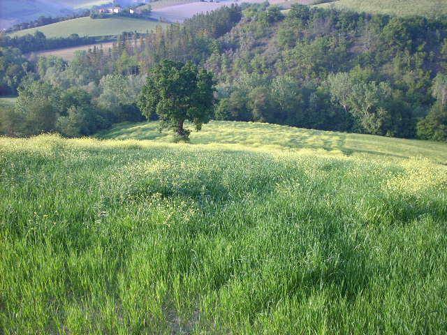 Rustico / casale a Ripatransone in Contrada Messieri - Foto 5
