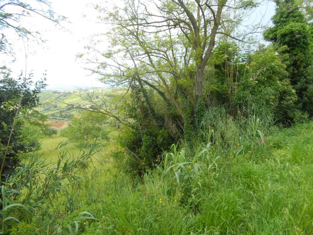 Terreno a Colonnella in Contrada Rio Moro - Foto 4