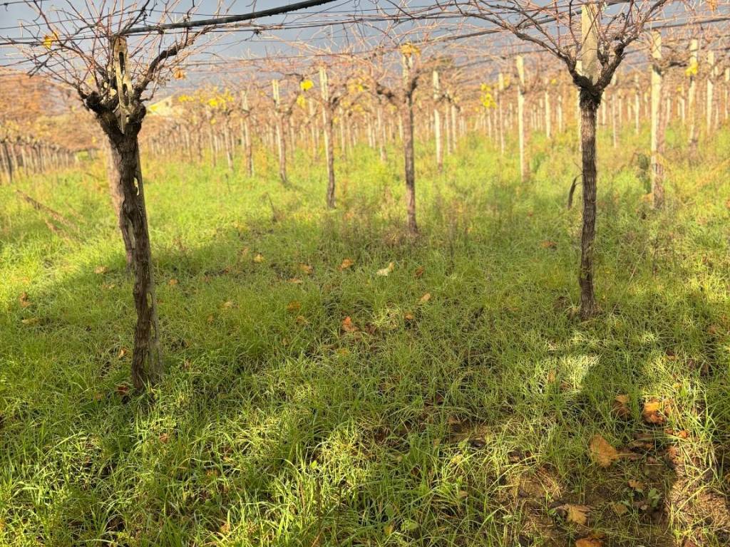Terreno a Ortona in Strada Comunale Caldari-Rogatti - Foto 3