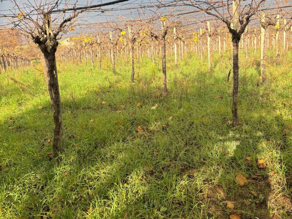 Terreno a Ortona in Strada Comunale Caldari-Rogatti - Foto 4