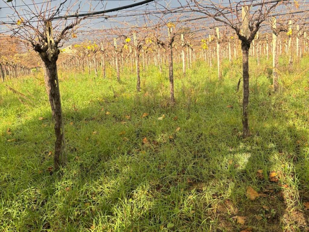 Terreno a Ortona in Strada Comunale Caldari-Rogatti - Foto 5