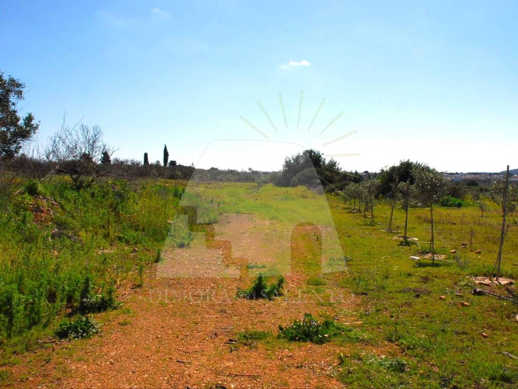 Terreno a Salve in Strada Vicinale Carcarella - Foto 2