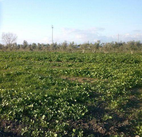 Terreno a Eboli in Localita Cioffi - Foto 2
