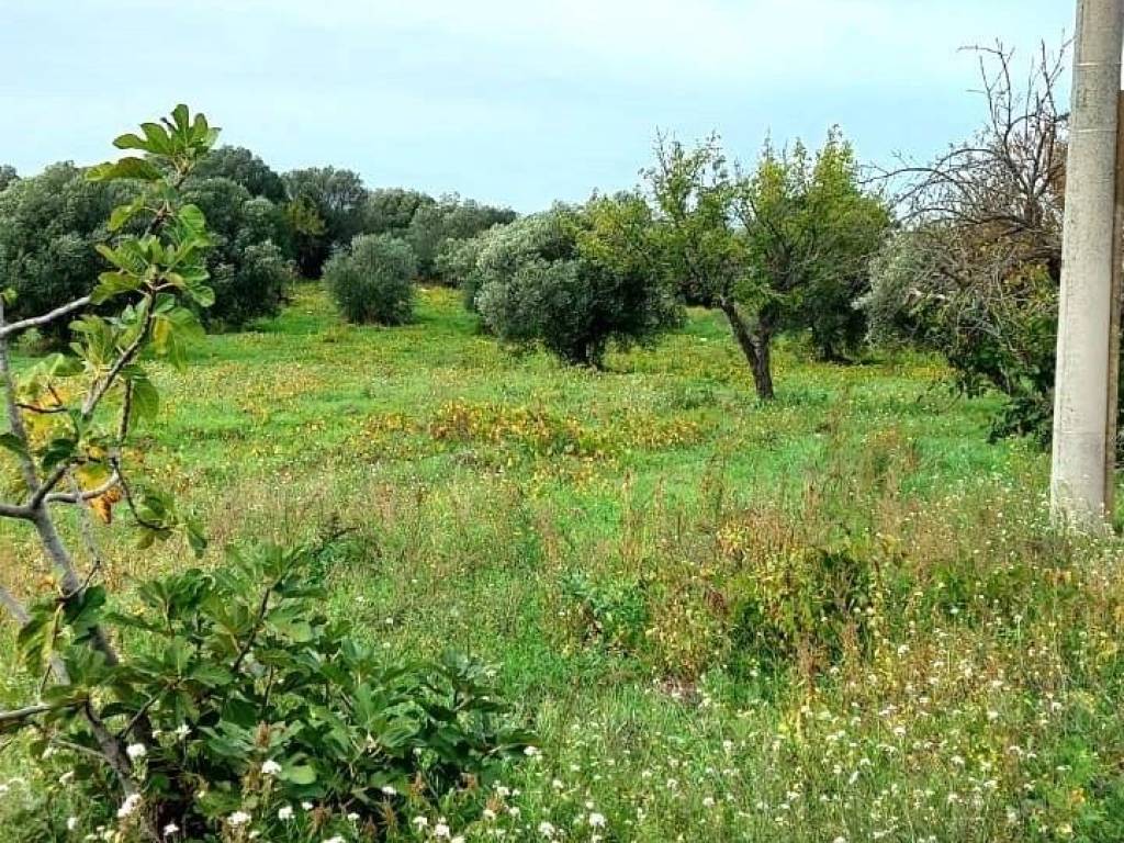 Terreno a Ostuni in contrada martucci lamacoppa part. 104 - Foto 2