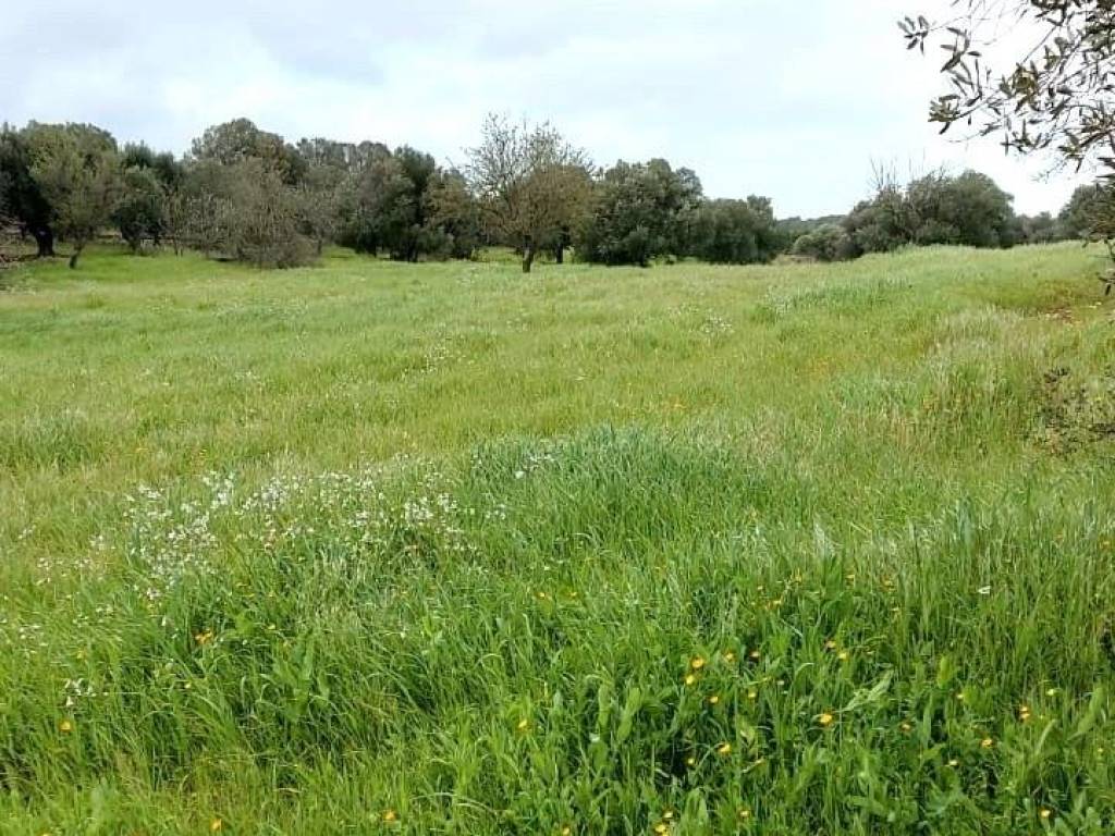 Terreno a Ostuni in contrada martucci lamacoppa part. 104 - Foto 3