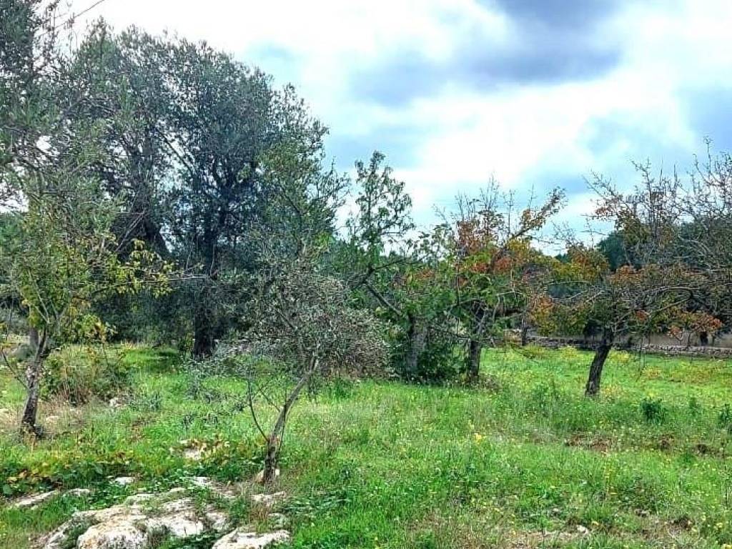 Terreno a Ostuni in contrada martucci lamacoppa part. 104 - Foto 4