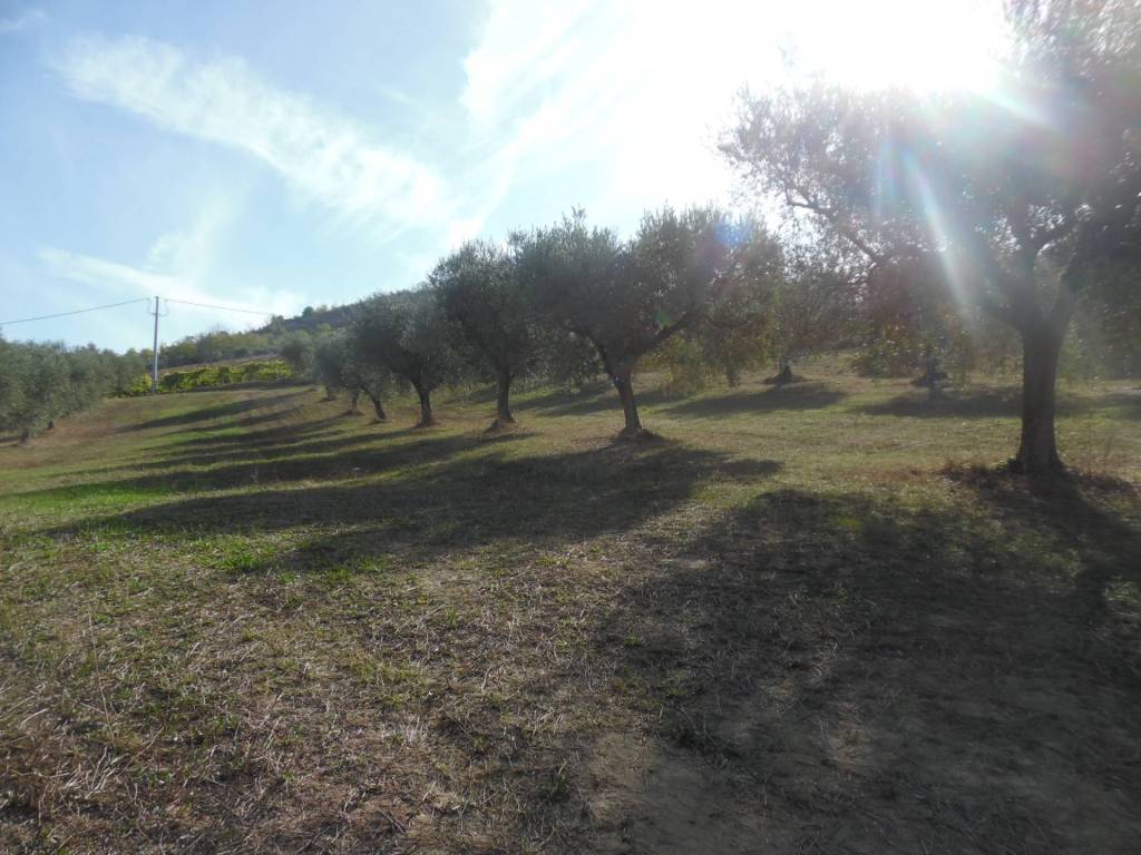 Terreno a Controguerra in Contrada Coste Tronto - Foto 4