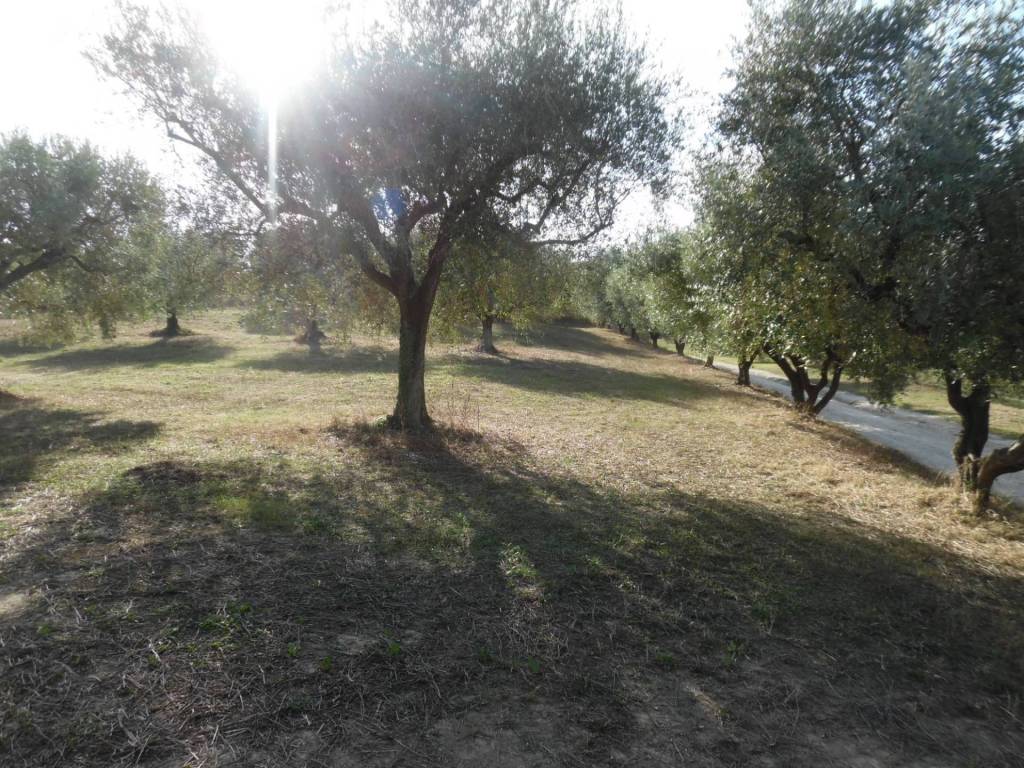 Terreno a Controguerra in Contrada Coste Tronto - Foto 5