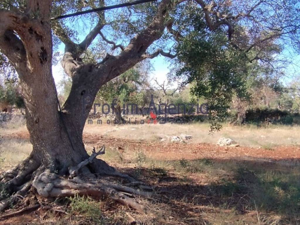 Terreno a Carovigno - Foto 3