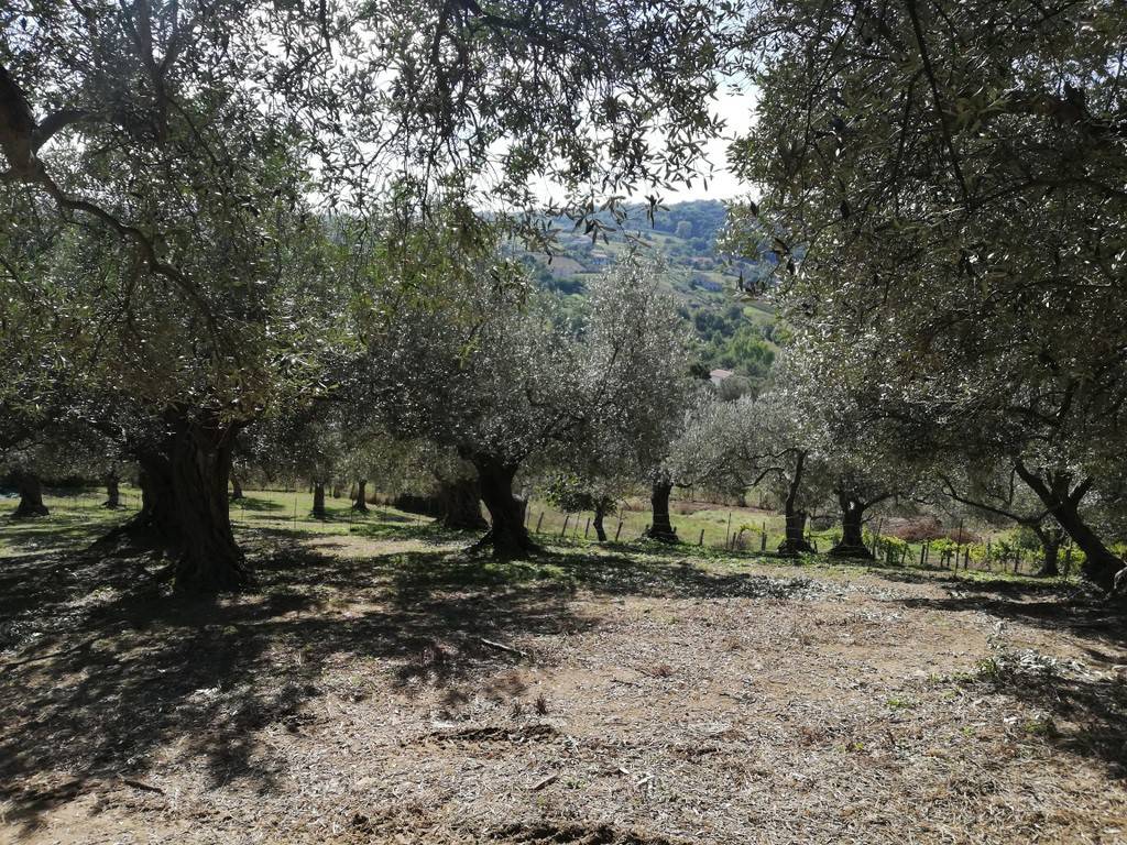 Terreno a Caiazzo in Via Ponte Commissario - Foto 2
