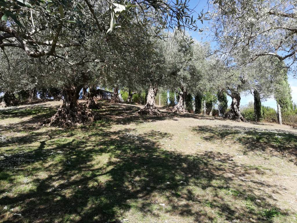 Terreno a Caiazzo in Via Ponte Commissario - Foto 4
