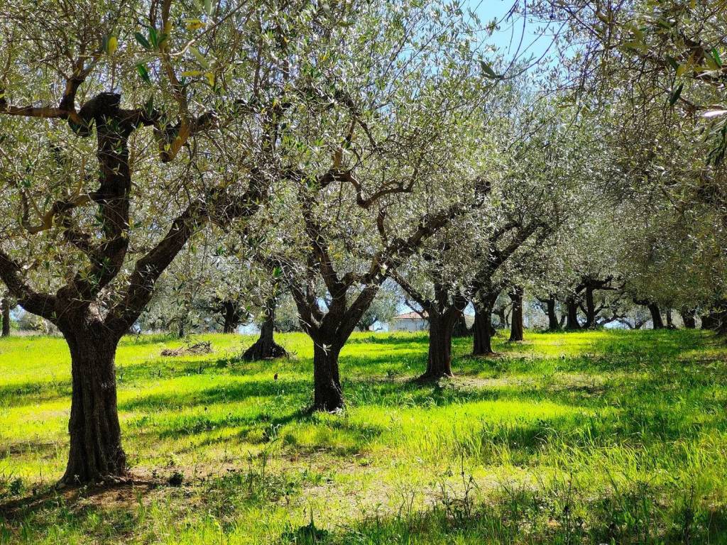 Terreno a Rosciano in Contrada San Martino - Foto 2