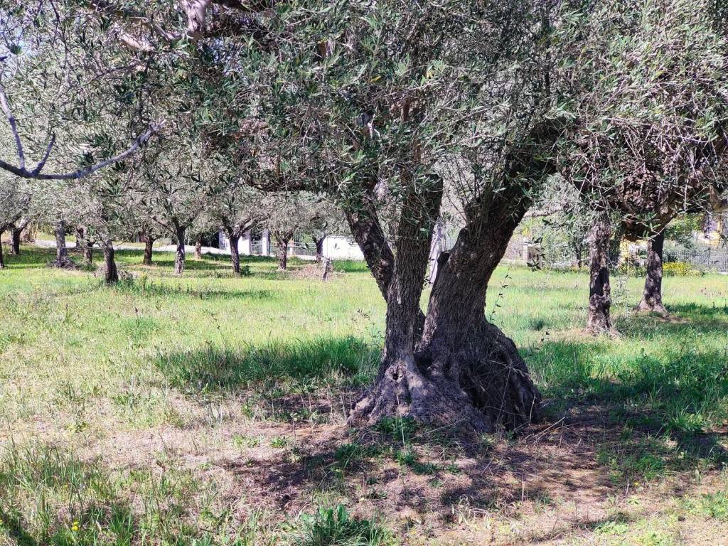 Terreno a Rosciano in Contrada San Martino - Foto 3