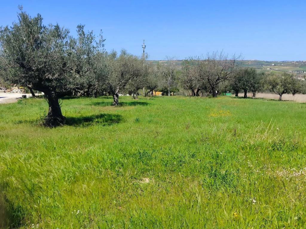 Terreno a Rosciano in Contrada San Martino - Foto 5