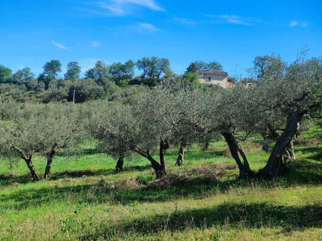 Terreno a Manoppello in Contrada Cerbarano S.N.C. - Foto 3