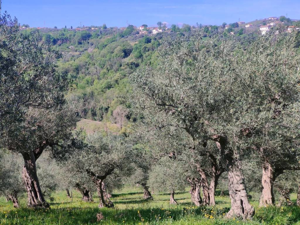 Terreno a Manoppello in Contrada Cerbarano S.N.C. - Foto 5