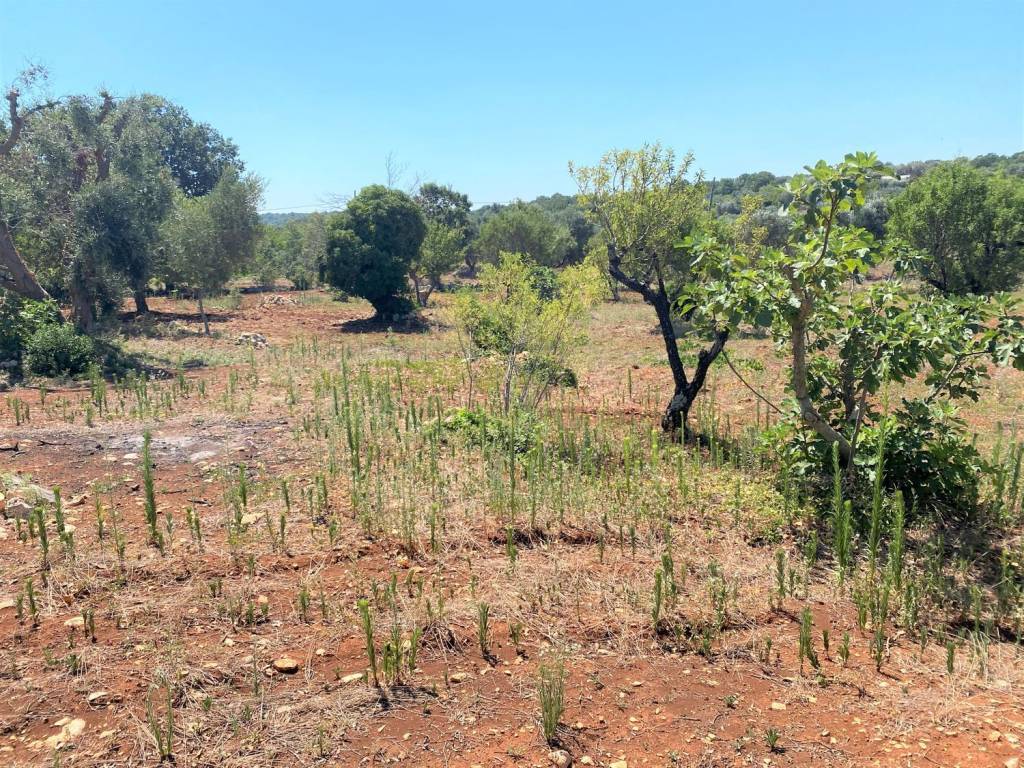 Appartamento a Ceglie messapica in C/da ZILAPAMPINI s.n.c - Foto 5