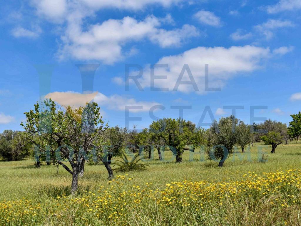 Rustico / casale a Noto in Via Tommaso Fazello, 228 - Foto 5